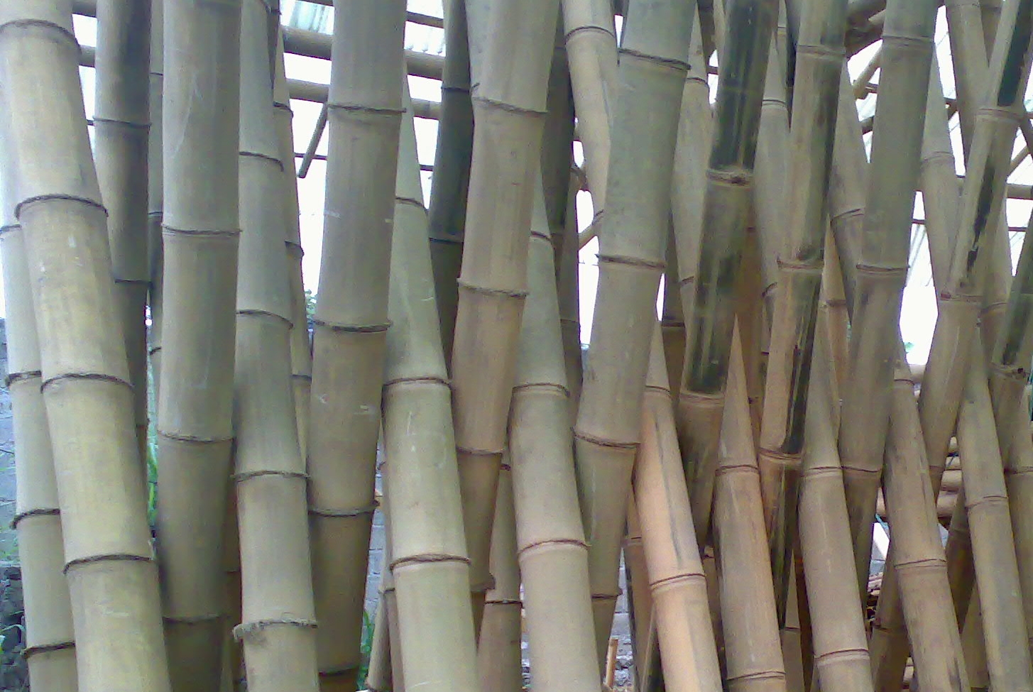 Ook Op de grond Expliciet Giant bamboe – Bamboepaal